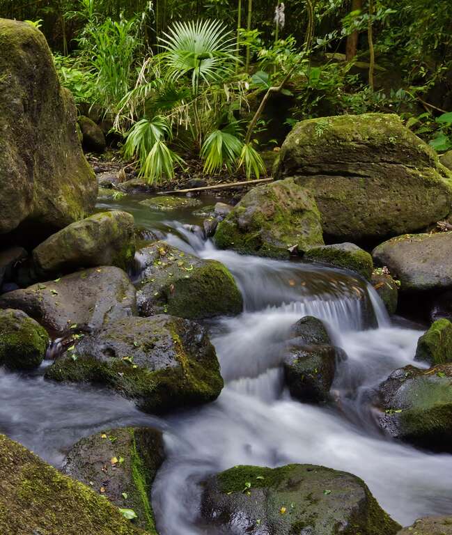 Nuuanu Pali Judd Trail Stream