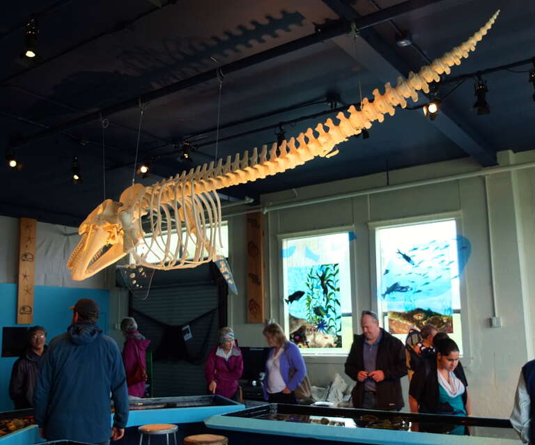 One of five complete killer whale skeletons