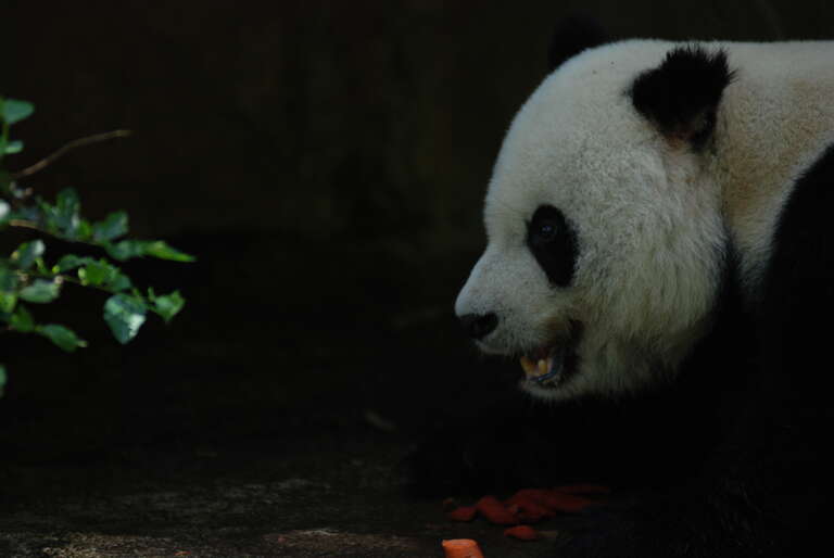 Pandas @ San Diego Zoo