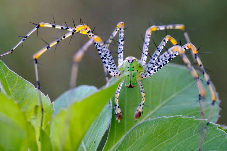 Frontal view of a male Peucetia viridans.