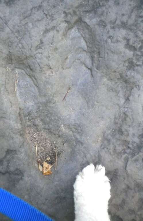 Dinosaur Footprints, Holyoke, MA, Trustees of Reservations