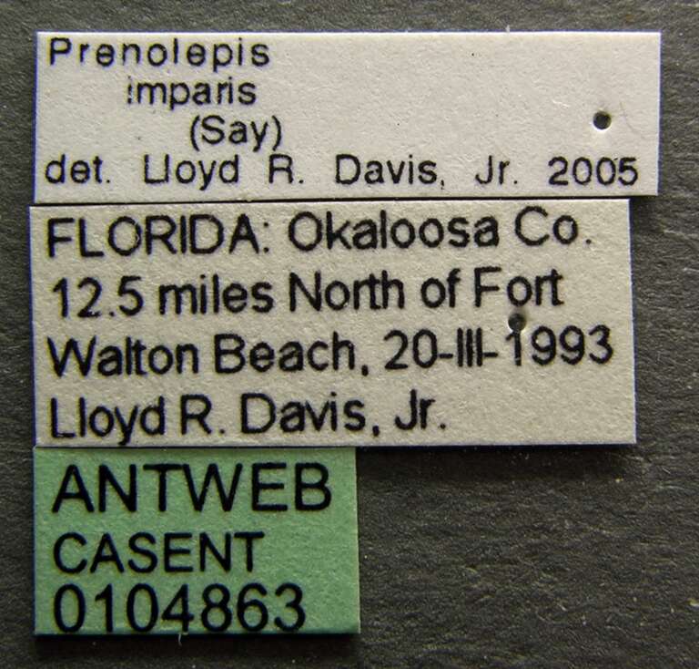 Label view of ant Prenolepis imparis specimen casent0104863.