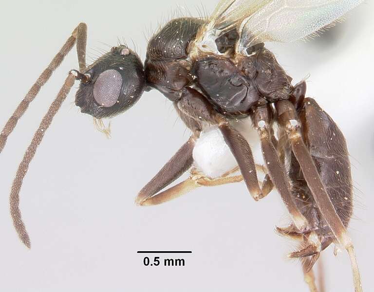 Profile view of ant Prenolepis imparis specimen casent0104863.