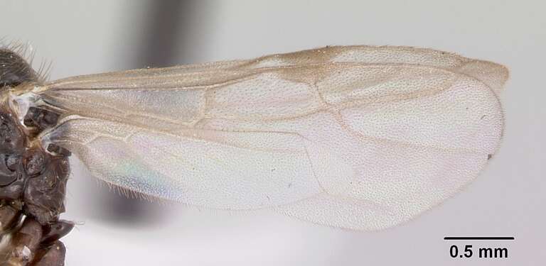 Profile view of ant Prenolepis imparis specimen casent0104863.