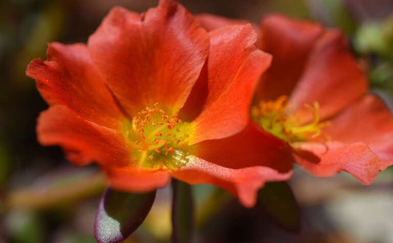 500px provided description: Purslane [#red ,#color ,#flower ,#beautiful ,#orange ,#garden ,#succulent ,#Portulaca oleracea ,#purslane ,#vegetable plant]