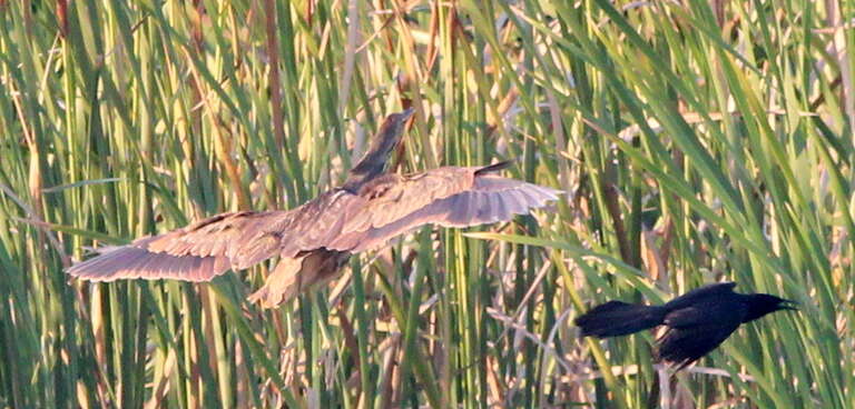 American Bittern (upper left) and Boat-tailed Grackle (lower right)