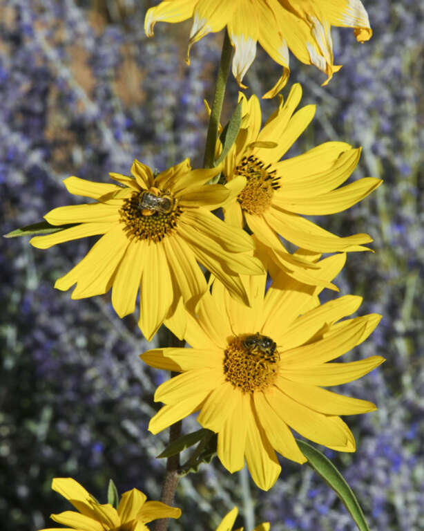 Flowers near the International Folk Art Museum in Santa Fe, NM.