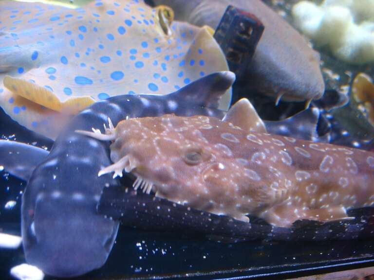 Various elasmobranchs for sale at the 6th Avenue Aquarium in San Francisco, California. These include a coral catshark (Atelomycterus marmoratus), juvenile whitespotted bamboo shark (Chiloscyllium plagiosum), juvenile nurse shark (Ginglymostoma
