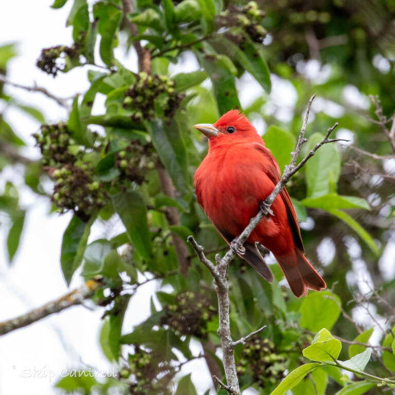 Male Summer Tanager Corpus Christi Texas
