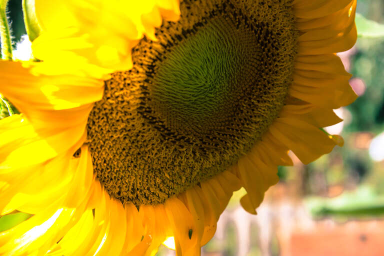 Marysville, Washington