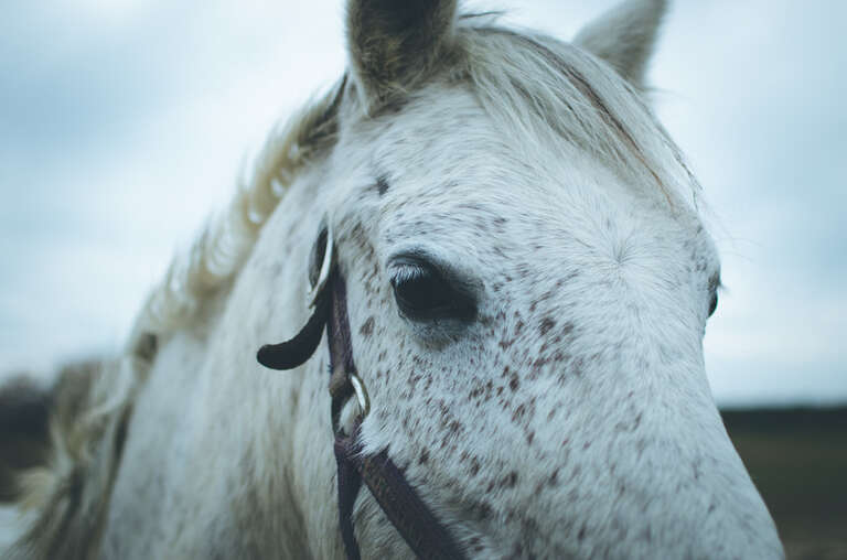 500px provided description: Like this photo? Use it as you wish... 

unsplash.com/photos/2anVMfWV48M [#nature ,#animals ,#portraits ,#horse ,#horses ,#farm ,#equestrian ,#equine ,#horseback riding ,#unsplash]