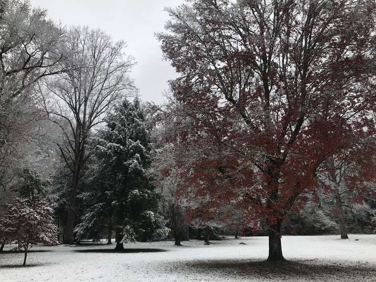 Trees in front of Park Headquarters, early season snow--Andrea Walton, 11/12/19