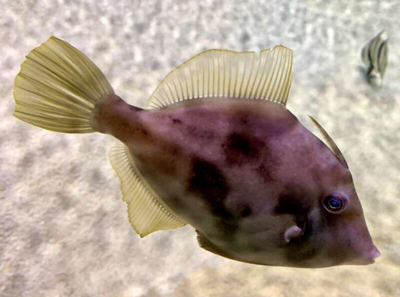 Fish at the National Aquarium in Baltimore, Maryland.