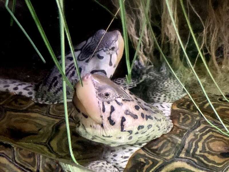 Turtles at the National Aquarium in Baltimore, Maryland.
