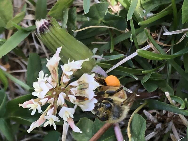 A picture taken of a bee on a flower on UNM's campus.