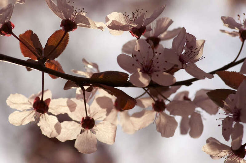 Capitol Hill Cherry Blossoms