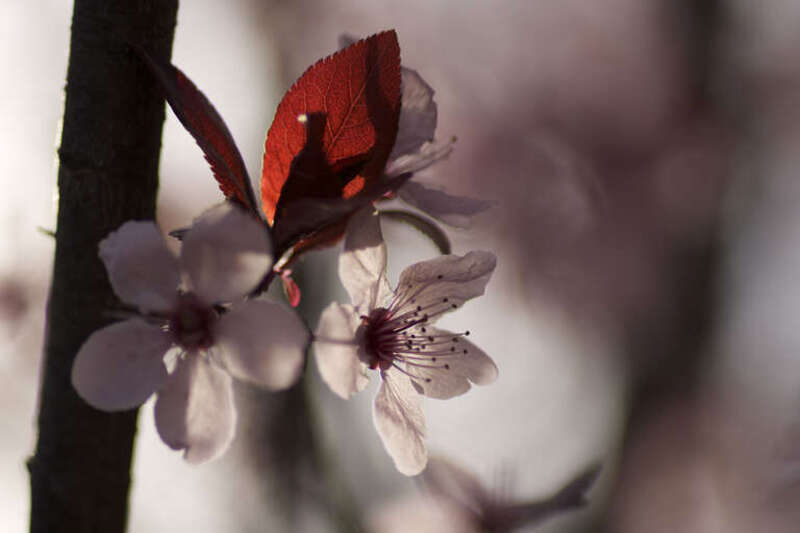 Capitol Hill Cherry Blossoms