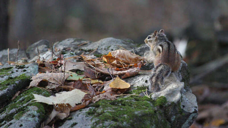 500px provided description: Walking through America's Stonehenge, lots of these chirping at each other. This little one climbed into a sunbeam for me.  Very cooperative. [#leaves ,#forest ,#rock ,#ears ,#woods ,#watching ,#stripes ,#chipmunk ,#tail