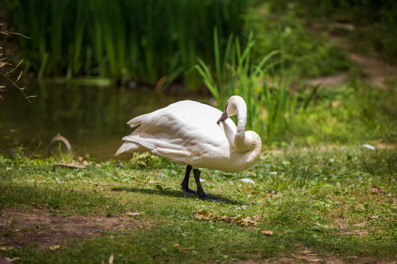 Photo taken at the Columbus Zoo in Columbus, Ohio.