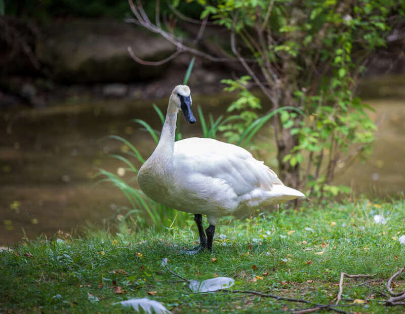 Photo taken at the Columbus Zoo in Columbus, Ohio.