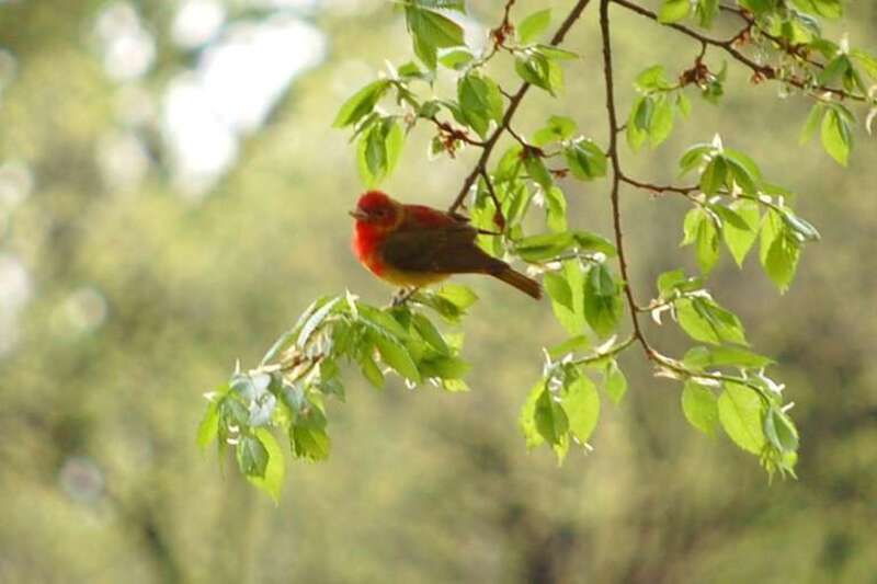 A first-year Summer Tanager in Powderhorn Park, Minneapolis, Minnesota