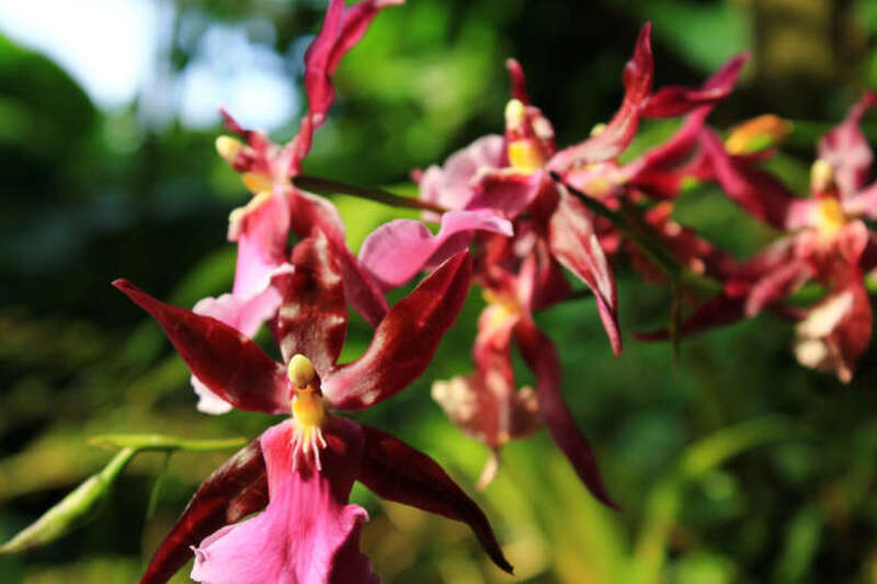 500px provided description: Saint Louis Botanical Garden [#Nature ,#Landscape ,#Flowers ,#Pink ,#Botanical]