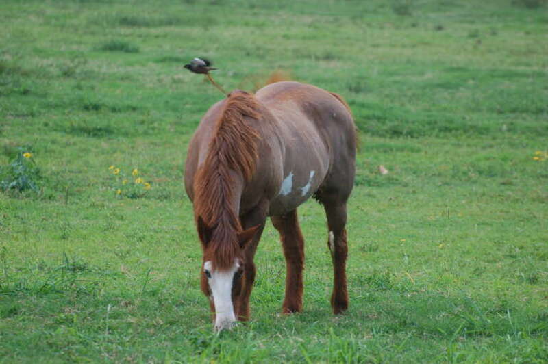On my way to the North shore there is this ranch with horses-and this horse had a friend on its back: a little birdy. By the time I was able to pull out my camera, the horse was trying to swoosh it away with its tail. Nature shots are fun.