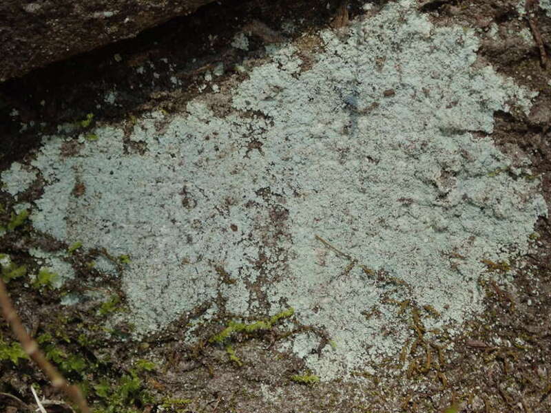 Fluffy Dust Lichen (Lepraria finkii)