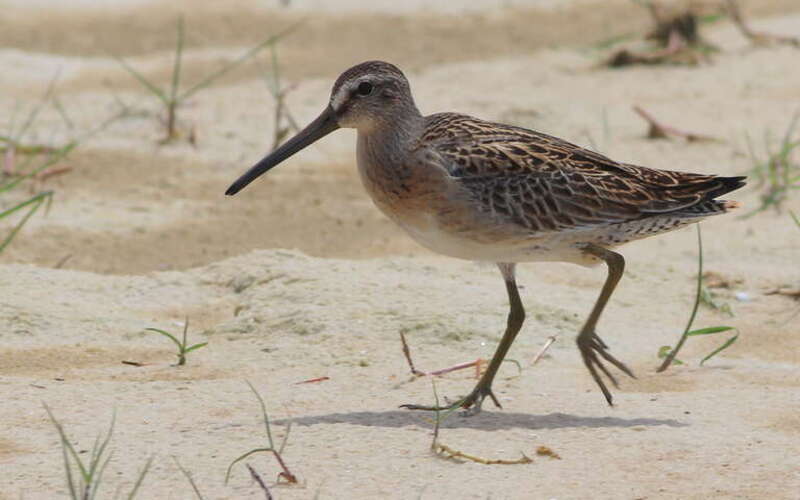 Short-billed Dowitcher