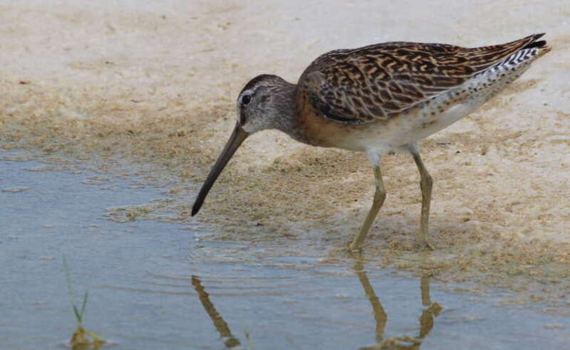 Short-billed Dowitcher