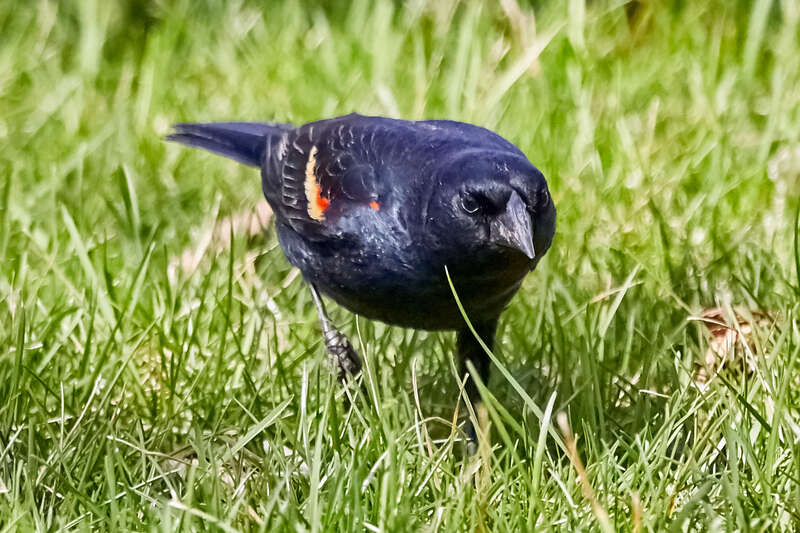 500px provided description: Red Wing Blackbird [#bird ,#nature ,#animal ,#wildlife ,#wild ,#eating]