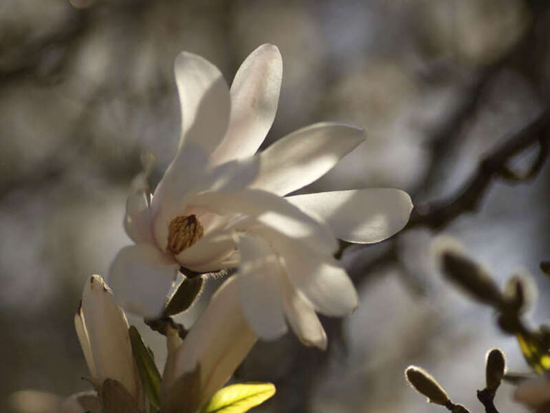 Magnolia