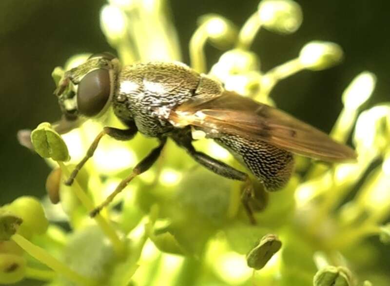 Myolepta strigilata
 Emory University, Atlanta, GA, US (Google, OSM)