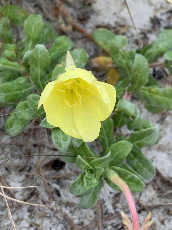 Seabeach Evening-Primrose (Oenothera humifusa). Species of plant.