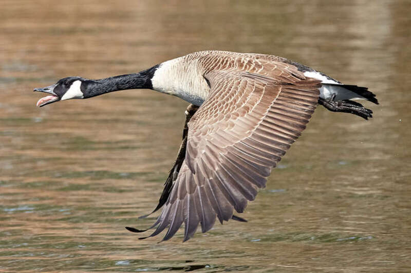 500px provided description: Either breathing or yelling, not sure, but tongue is out. [#bird ,#goose ,#flight ,#animal ,#wildlife ,#wings ,#bird in flight]