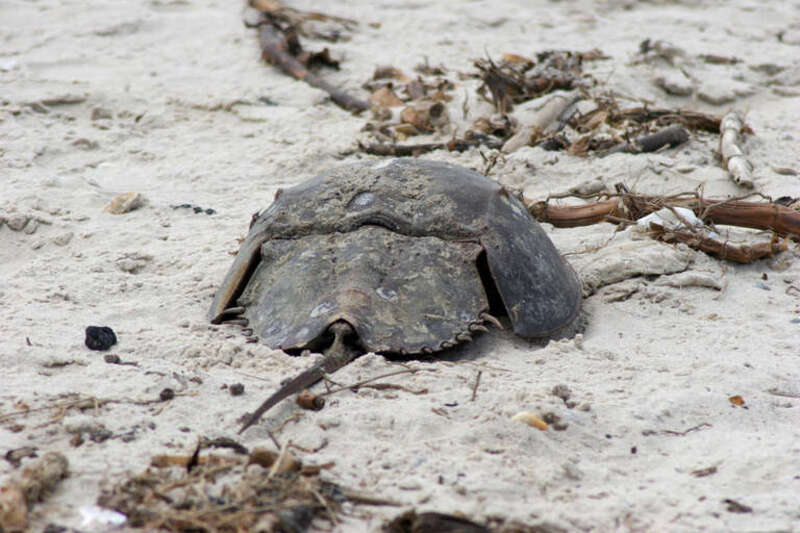 Photo of the week 10-15-12
Horseshoe crab photographed at Prime Hook National Wildlife Refuge.
Credit: Greg Thompson/USFWS
