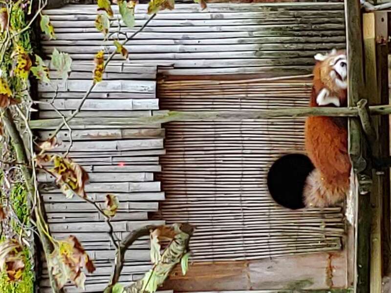 This is a red panda at the Columbus Zoo in Columbus, Ohio. The picture was taken in October 2020.
