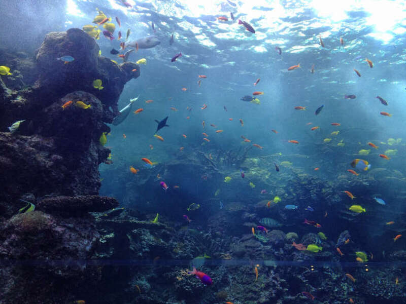 A Pacific reef tank at the Georgia Aquarium in Atlanta, Georgia