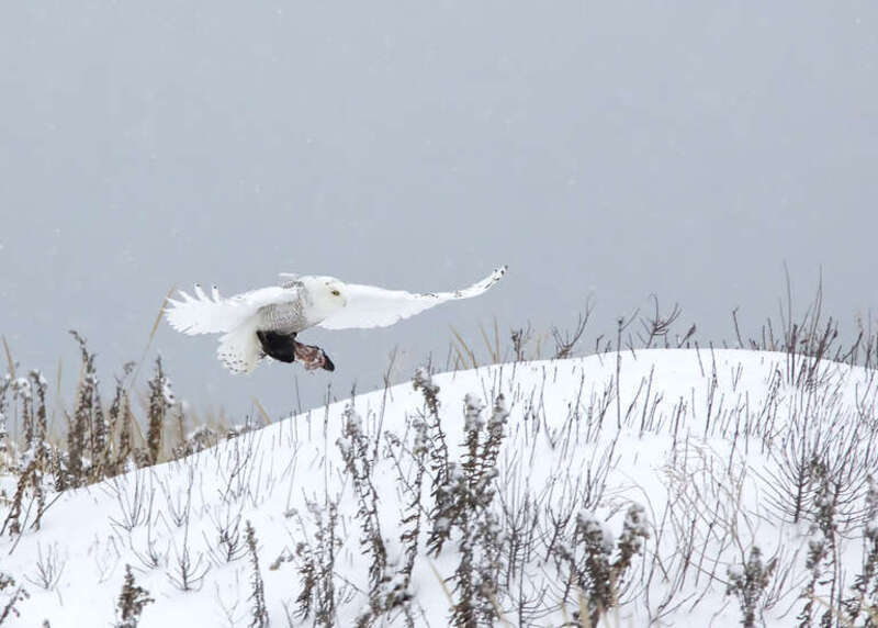500px provided description: Snowy Owl with its meal [#bird ,#nature ,#animal ,#snow ,#food ,#wildlife ,#owl ,#eating ,#snowy owl ,#bird in flight]