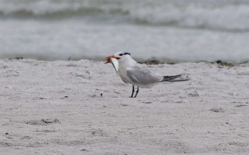Royal Tern, with food