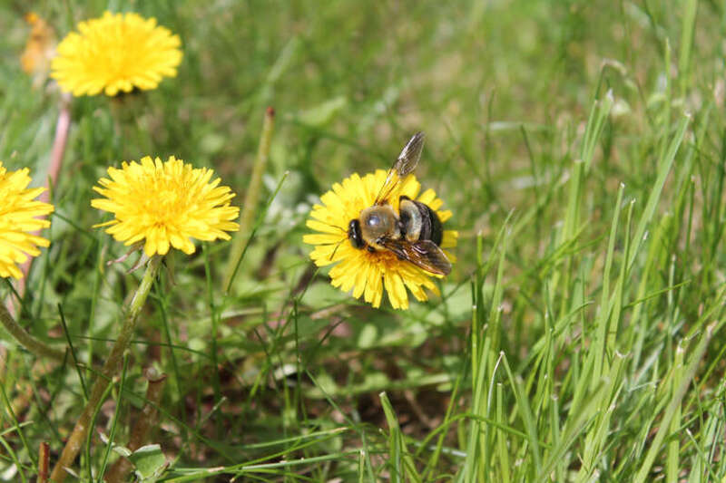500px provided description: Found this bee crawling around on a dandelion and thought he would make a good subject. He obliged. [#flowers ,#spring ,#garden ,#bee]