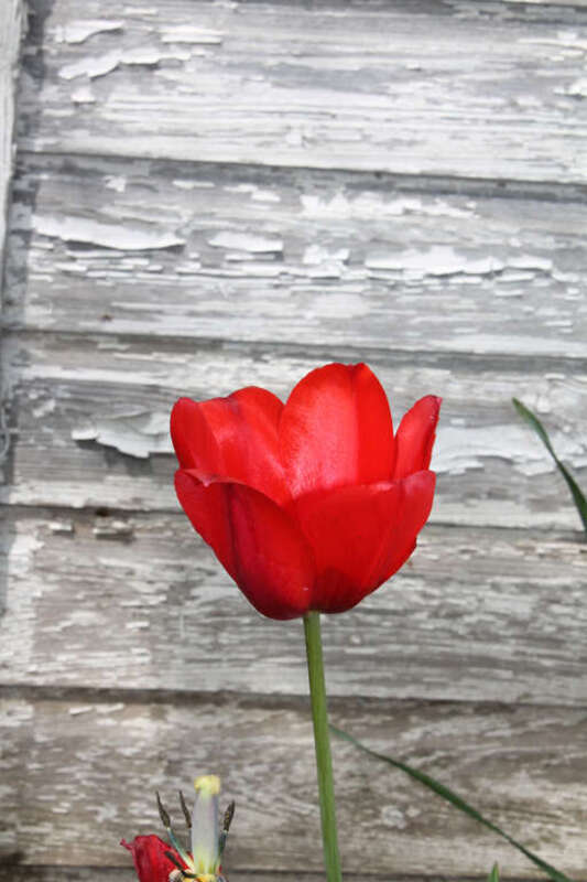 500px provided description: Tulip Contrast [#red ,#spring ,#white ,#tulip]