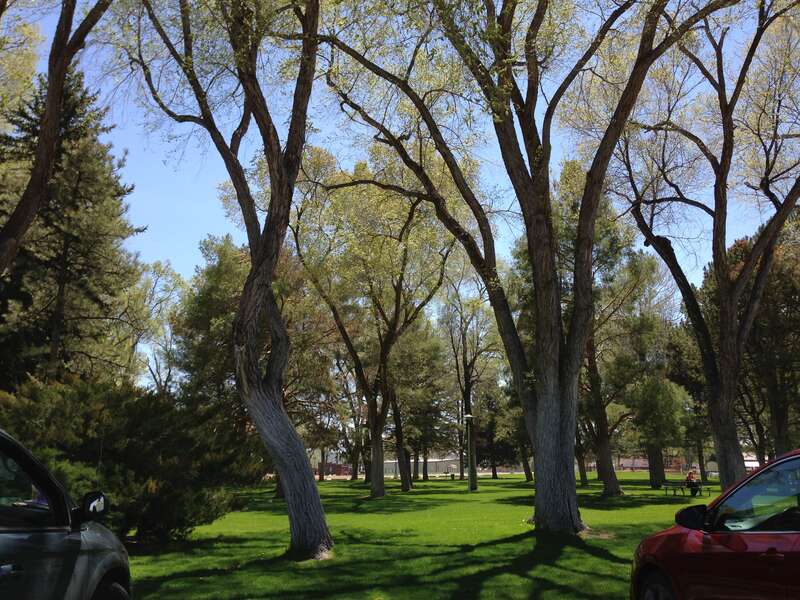 Siberian Elm grove in the Elko City Park