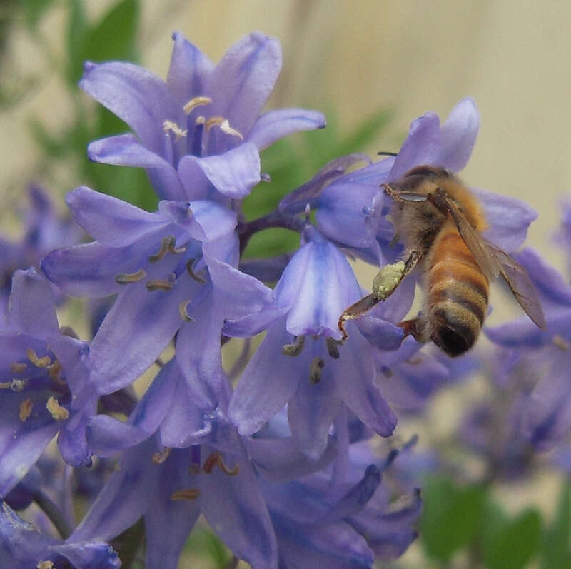 Honeybee, Apis mellifera;
Bluebell, Hyacinthoides x hispanica
