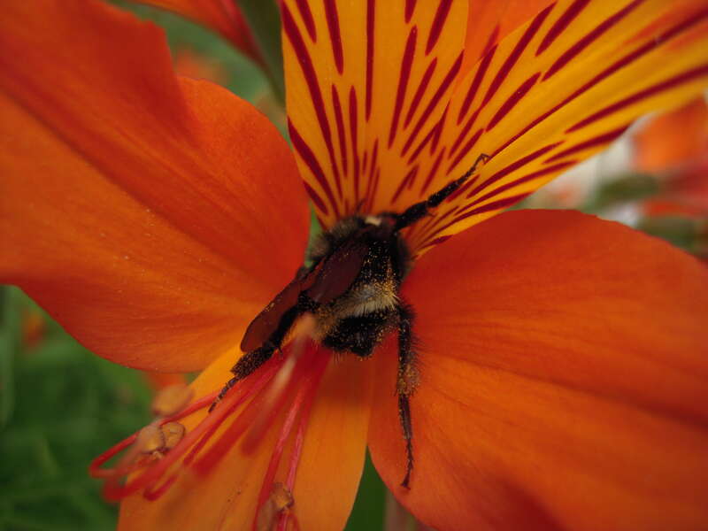 Bumblebee Bombus californicus;
Peruvian lily Alstroemeria aurea.