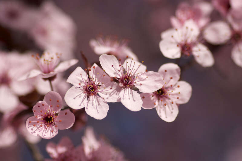 Capitol Hill Cherry Blossoms