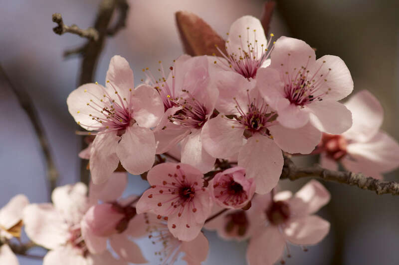Capitol Hill Cherry Blossoms