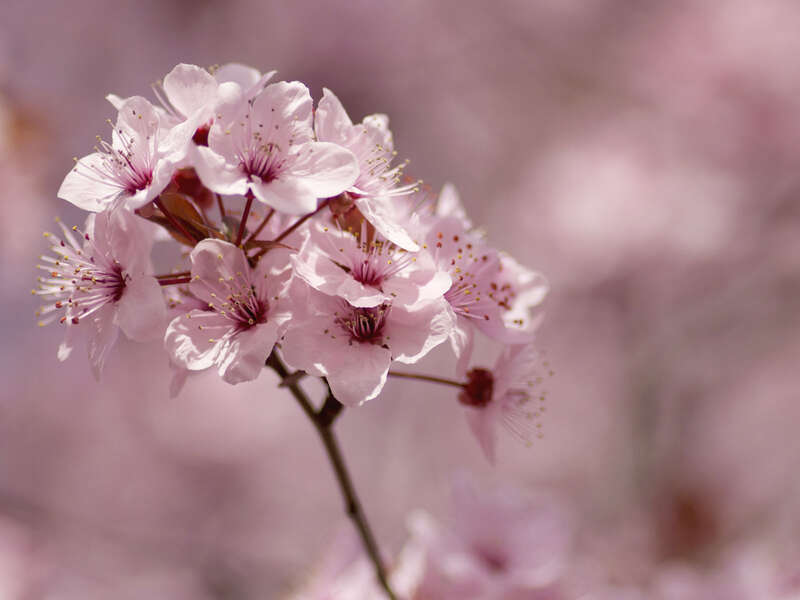 Capitol Hill Cherry Blossoms