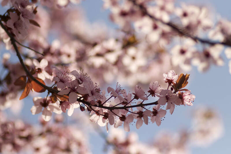 Capitol Hill Cherry Blossoms