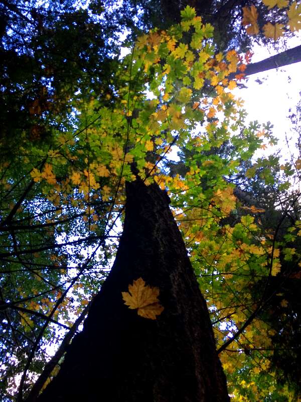 fall_foliage_peabody_creek_tree_leaves_2015_cbubar